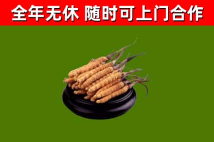 文昌烟酒回收冬虫夏草.jpg